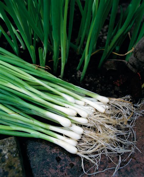 Growing Onions Varieties at Bethany Knibbs blog