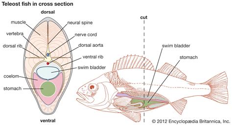 Fish Swim 的图像结果
