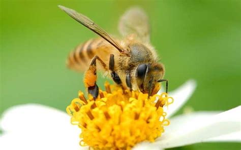 【图】被蜜蜂蛰了怎么处理？ - 装修保障网