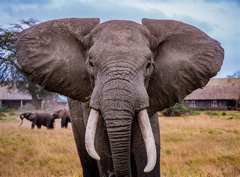 Elefantenbulle Foto & Bild | natur, elefant, afrika Bilder auf ...