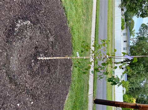 Red Maple Fast Growing 的图像结果