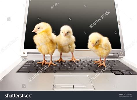 Image result for Hen Using a Computer