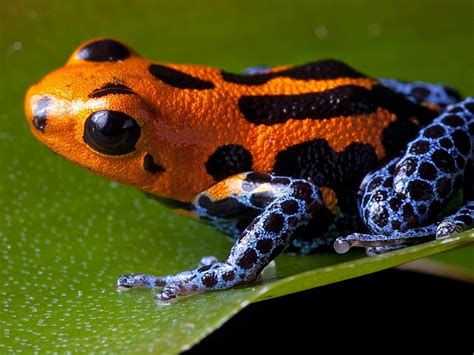 Blue Poison Dart Frog