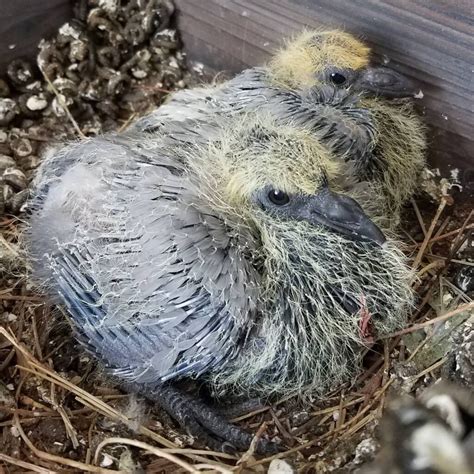 Baby Pigeon: How To Humanely Remove Baby Pigeons From Your Home