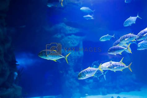 A flock of tropical sea fish in blue water by Sviatlana Vectors ...