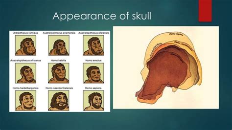 Life Science Evolution 的图像结果