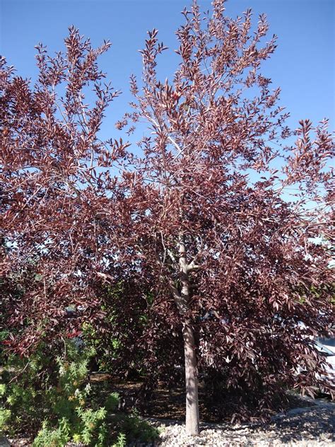Chokecherry Tree MI 的图像结果