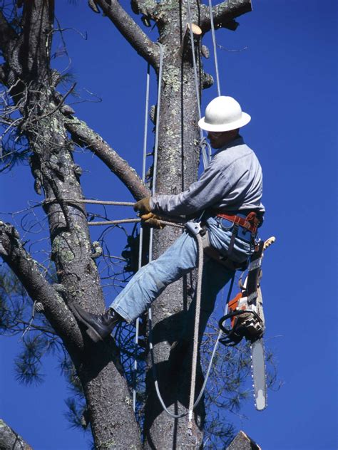 Image result for Felling Tree Undercut