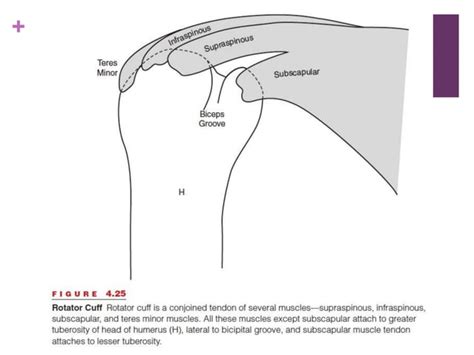 Image result for Scapular Rotation Dysfunction