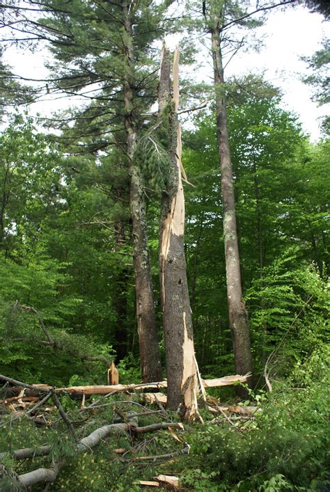 Exploding Trees Video 的图像结果