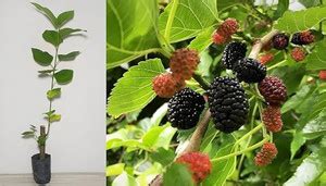 Cloud Farm Shahtoot/Mulberry Plant Price in India - Buy Cloud Farm ...