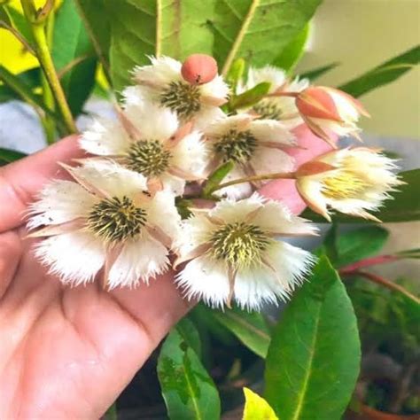 Rudraksha Plant "Original Nepal Vaiety" (Height 1-2 Feet) Rudraksha ...