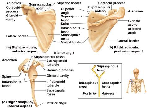 Scapula [skap′yələ] - one of the pair of large flat triangular bones ...