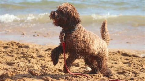 Image result for Cockapoo Tail