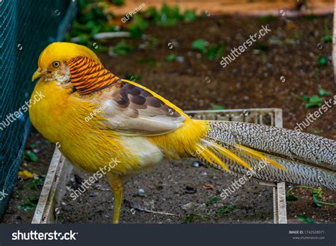Yellow Golden Pheasant Female