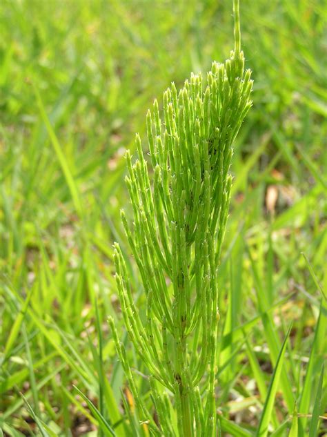 Equisetum arvense L. | Plants of the World Online | Kew Science