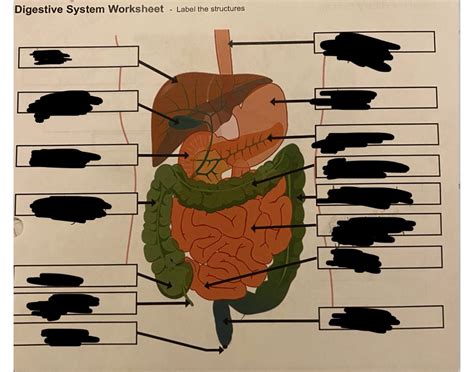Image result for Digestive System Questions