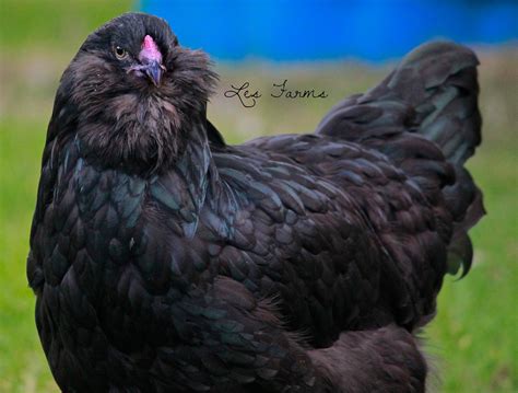 black ameraucana | Chicken breeds, Chickens backyard, Ameraucana chicken