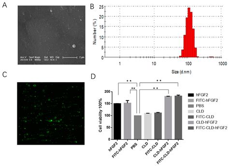 Freeze-Dried Camelina Lipid Droplets Loaded with Human Basic Fibroblast ...