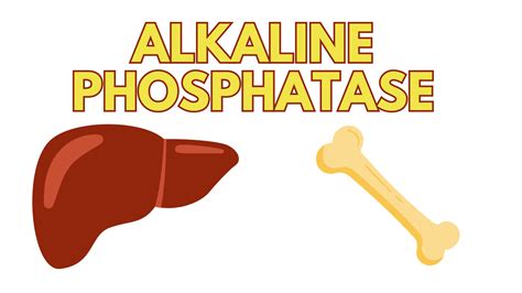 Alkaline Phosphatase Test (ALP)