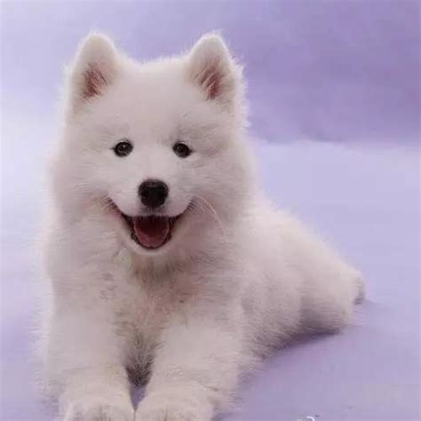 纯种萨摩耶犬幼犬狗狗出售 宠物萨摩耶犬可支付宝交易 萨摩耶犬 /编号10109200 - 宝贝它
