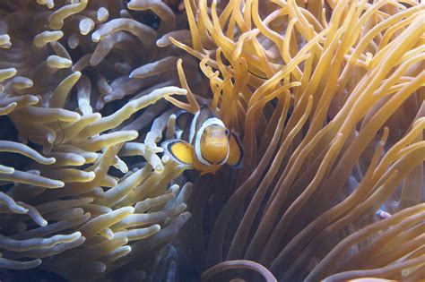 Free Images : nature, ocean, swim, sea animal, coral reef, invertebrate, marine life, clown fish ...