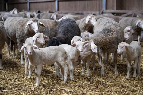 Webinars on Sheep Welfare Within the Wool Industry - FOUR PAWS ...