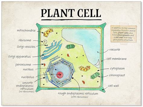 Image result for Plant Cell Lesson