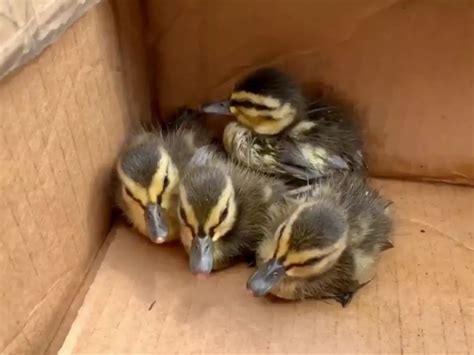 बच्चों को मुसीबत में देख बैचैन हो रही थी मां, फायर फाइटर्स ने मदद की और ...