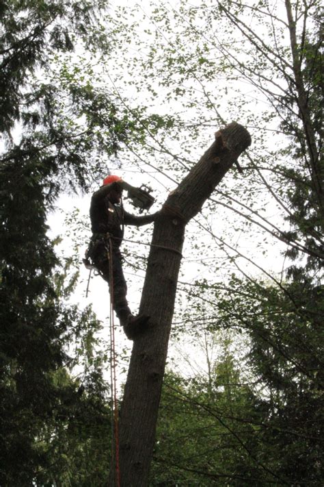 Image result for Tree Logging Service