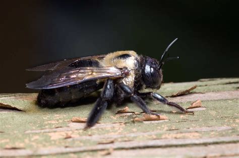 Carpenter Bee vs Bumblebee | Illinois | Indiana