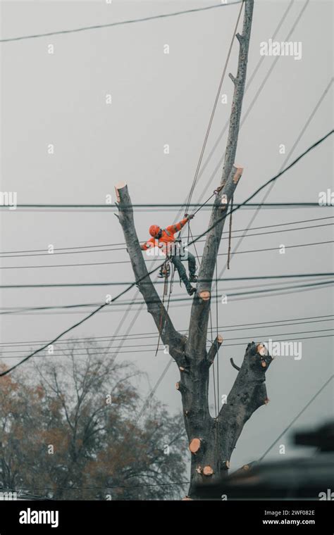 Image result for Tree Cutter
