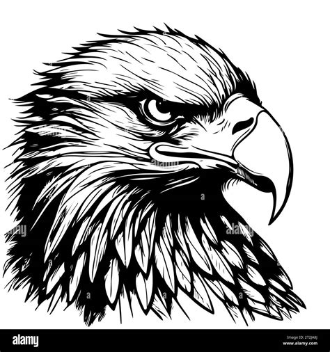 How To Draw Bald Eagle Head