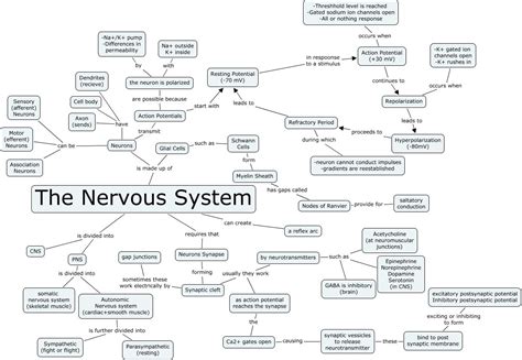 Image result for Nervous System Function Overview