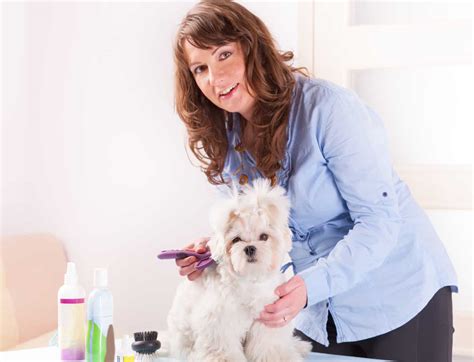 How Much Does Dog Grooming Insurance Cost
