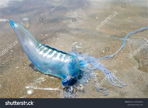 Blue Bottle Jellyfish On Beach