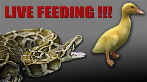 Feeding Live Animals to Python's 的图像结果