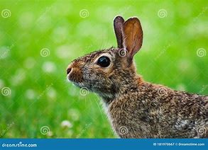 Image result for Cartoon Bunny Profile