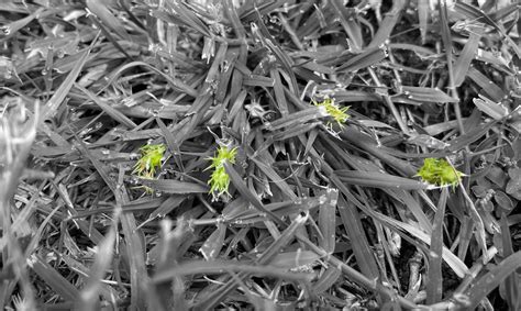 Yard Stickers Weeds I Have Stickers!! | Lawn Care Forum