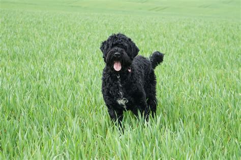 10 Reliable Portuguese Water Dog Breeders In Ontario
