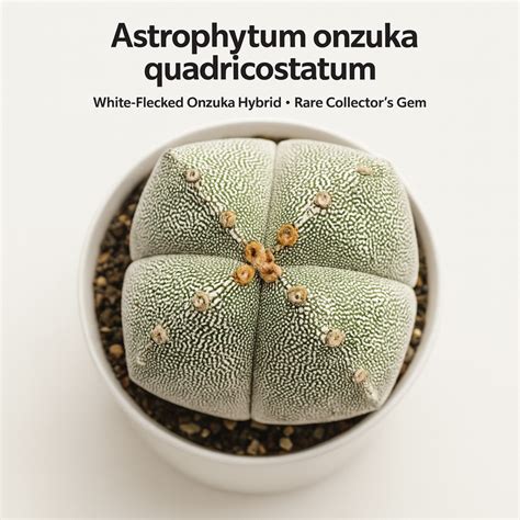 Buy Astrophytum onzuka quadricostatum – Rare Star Cactus Hybrid ...