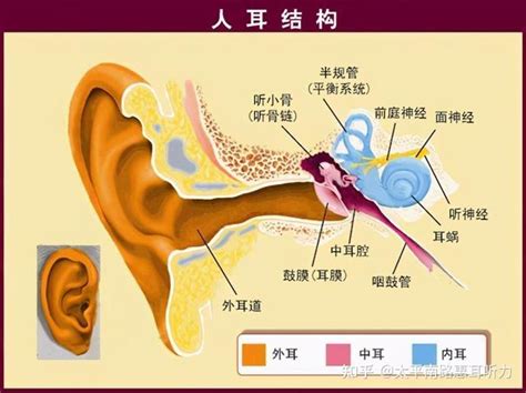 你的耳朵是如何让你听到声音的 ——卡弗里神经科学奖特别篇 - 知乎