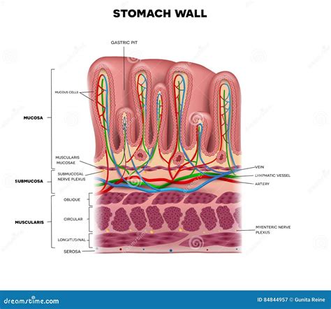 Stomach wall stock vector. Illustration of histology - 84844957