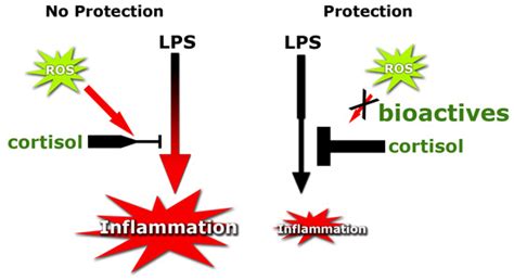Food-Derived Bioactives Can Protect the Anti-Inflammatory Activity of ...