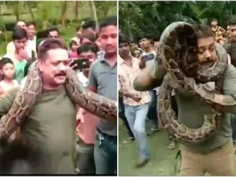 Forest Ranger Tries To Show Off 18-Foot Python He Captured, Snake ...
