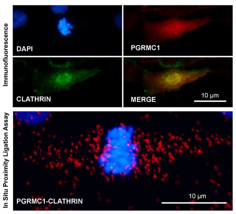 Insights on the Role of PGRMC1 in Mitotic and Meiotic Cell Division