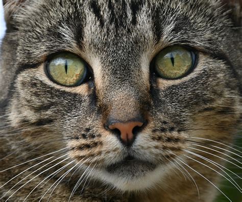 Can Cats Eat Goldfish Crackers? - DOGSANDCATS.LIFE