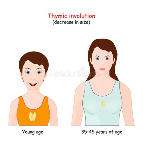 Image result for What Is Thymic Involution