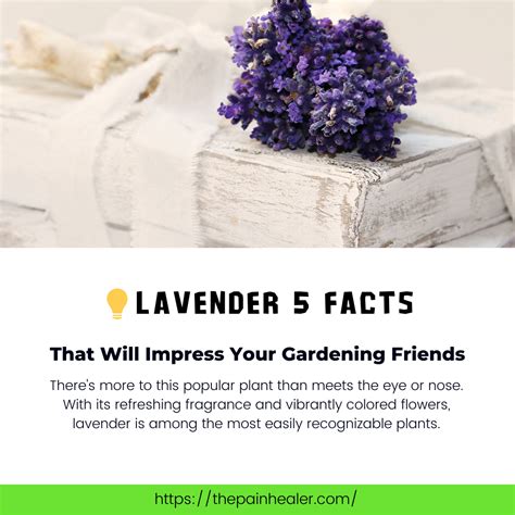 5 Fascinating Facts About Lavender