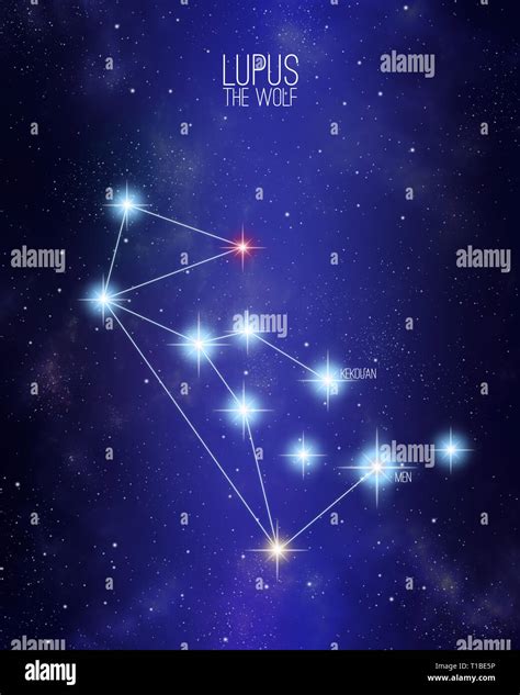 Lupus the wolf constellation on a starry space background with the ...